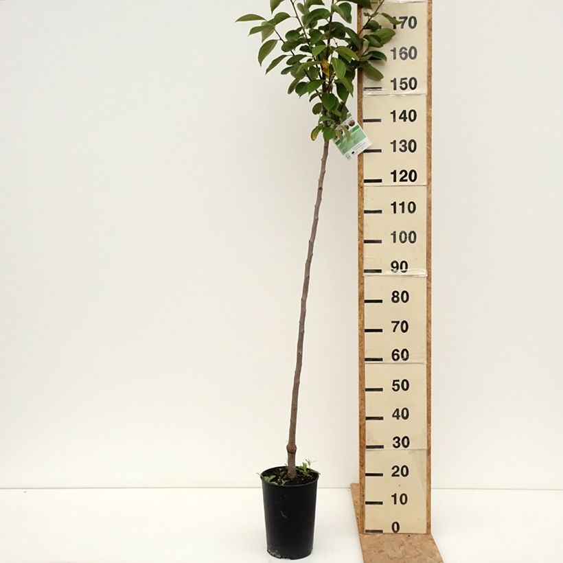 Amostra de Dióspiro Rojo Brillante - Diospyros kaki Vaso de 4 L/5 L, Meia haste tal como entregue no verão