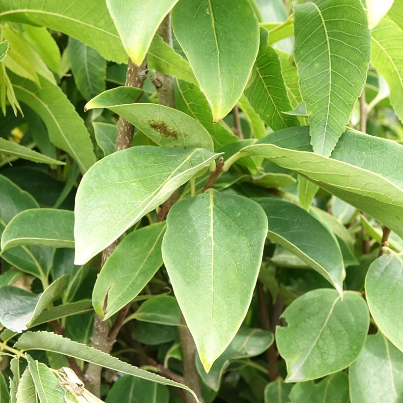 Dióspiro Rojo Brillante - Diospyros kaki (Folhagem)