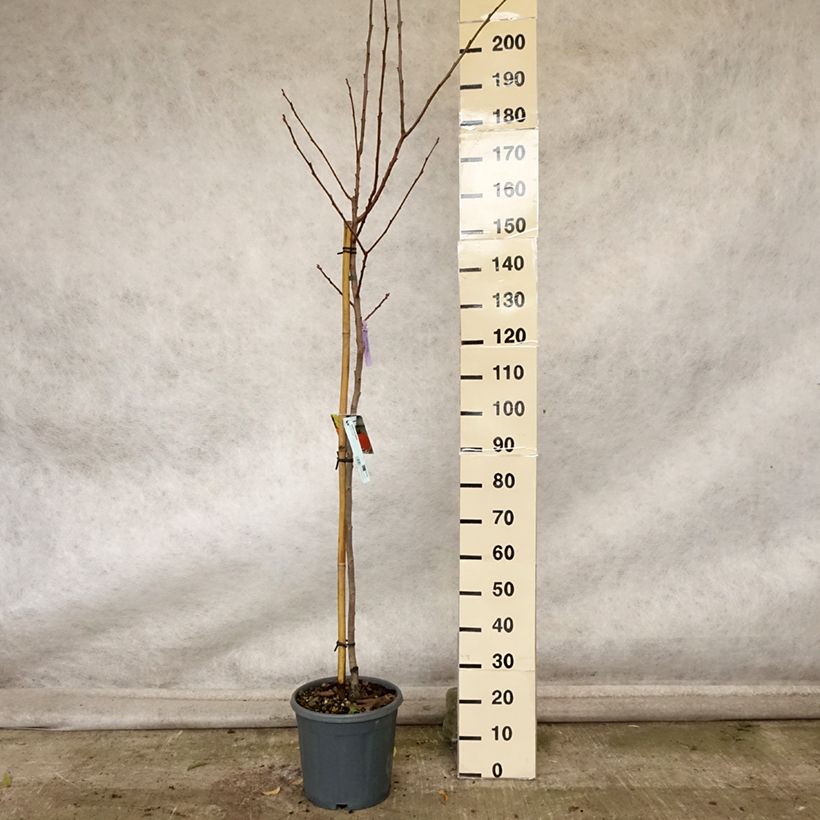 Amostra de Diospireiro Sharon - Diospyros kaki Vaso de 12 L/15 L, Meia haste tal como entregue no outono
