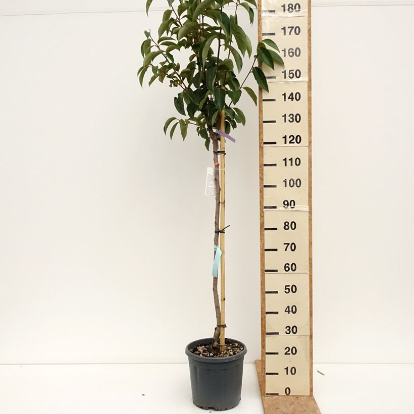 Amostra de Diospireiro Sharon - Diospyros kaki Vaso de 12 L/15 L, Meia haste tal como entregue no verão