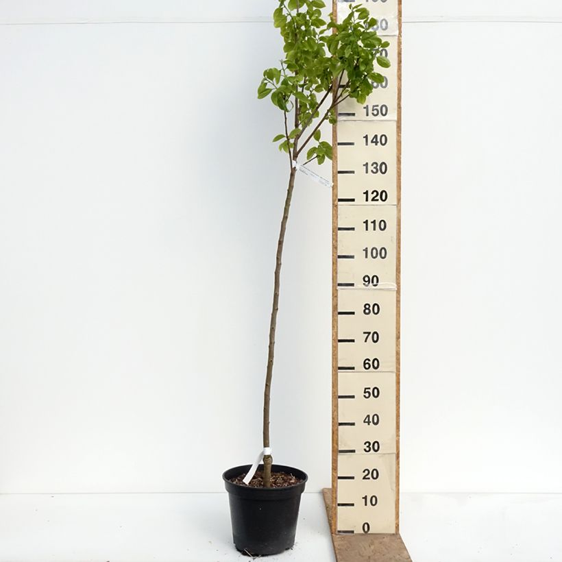 Amostra de Diospireiro Sharon - Diospyros kaki Vaso de 12 L/15 L, Meia haste tal como entregue na primavera