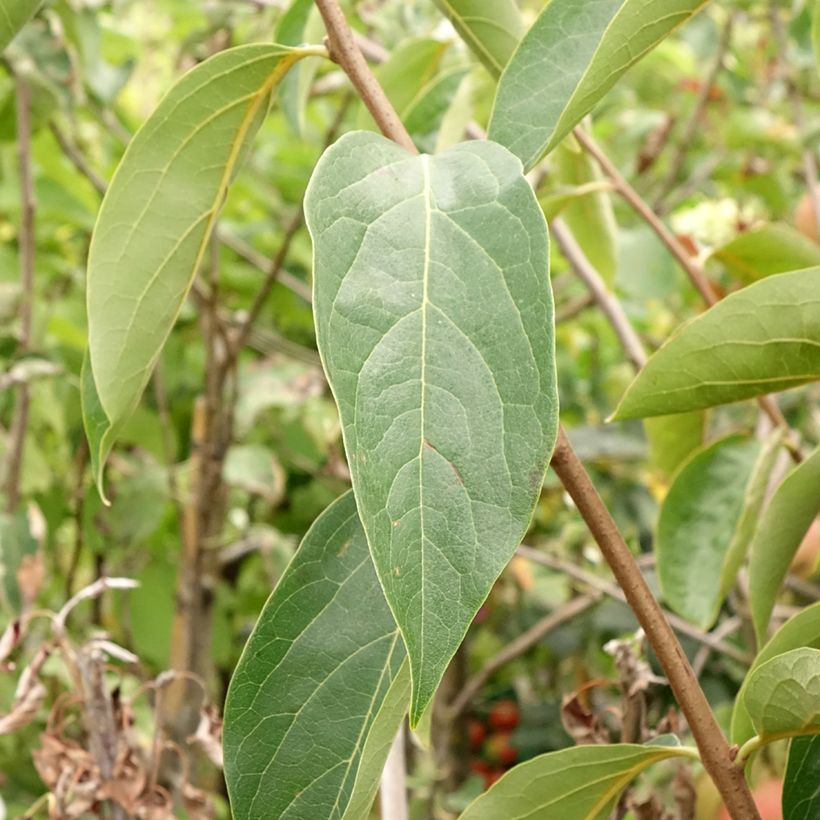 Diospireiro Sharon - Diospyros kaki (Folhagem)