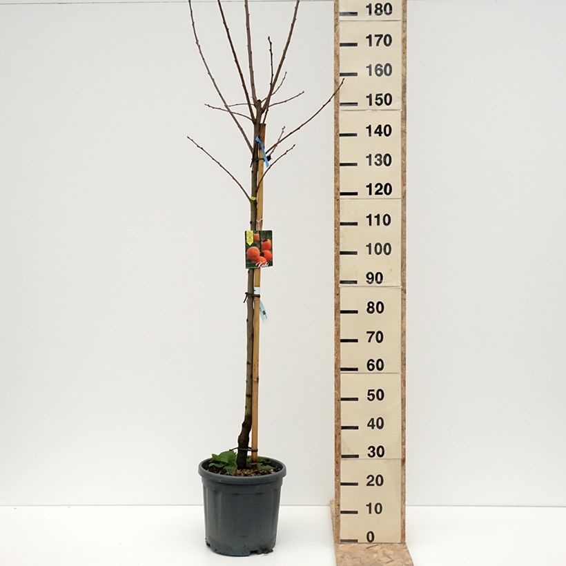 Amostra de Plaqueminier, Kaki - Diospyros kaki Tipo Vaso de 12 L/15 L, Meia haste tal como entregue no inverno