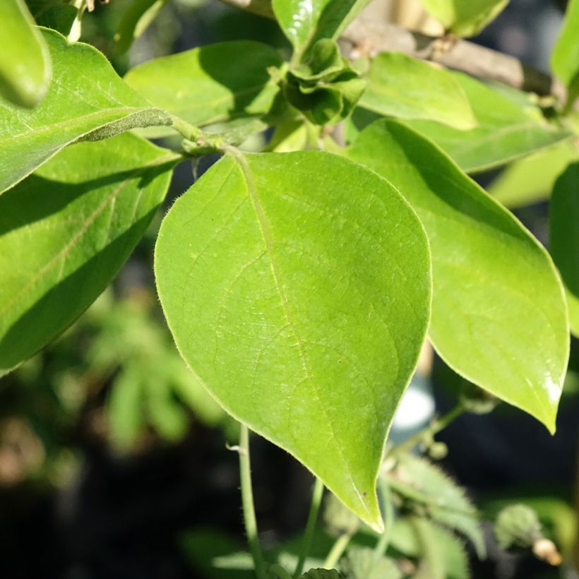 Diospireiro Tipo - Diospyros kaki (Folhagem)