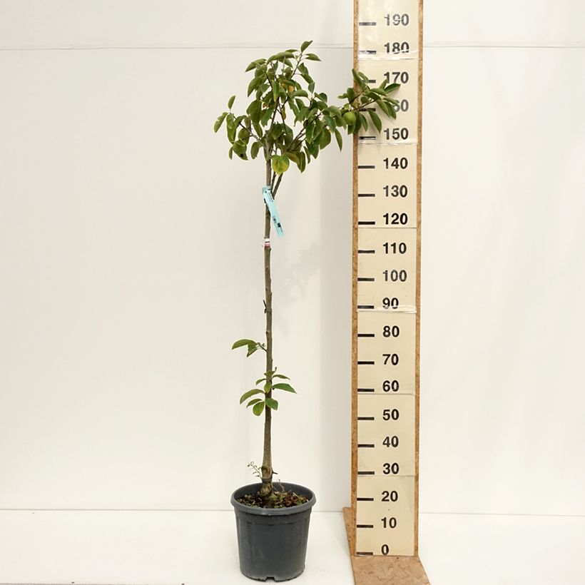 Amostra de Diospireiro Tipo - Diospyros kaki Vaso de 12 L/15 L, Meia haste tal como entregue no verão