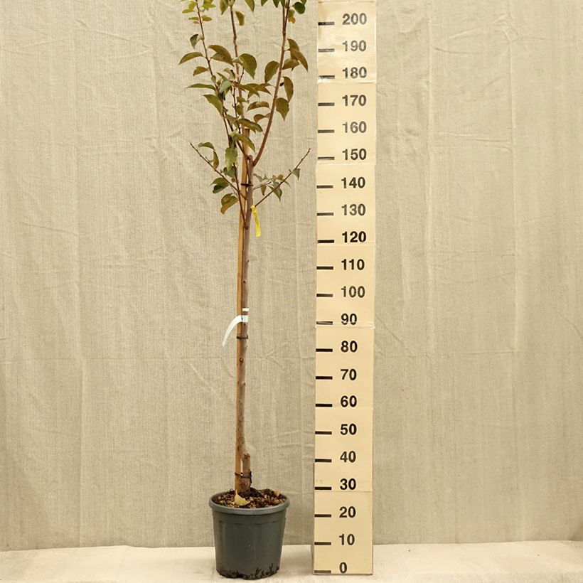 Amostra de Diospireiro Vaniglia - Diospyros kaki Vaso de 12 L/15 L, Meia haste tal como entregue no outono