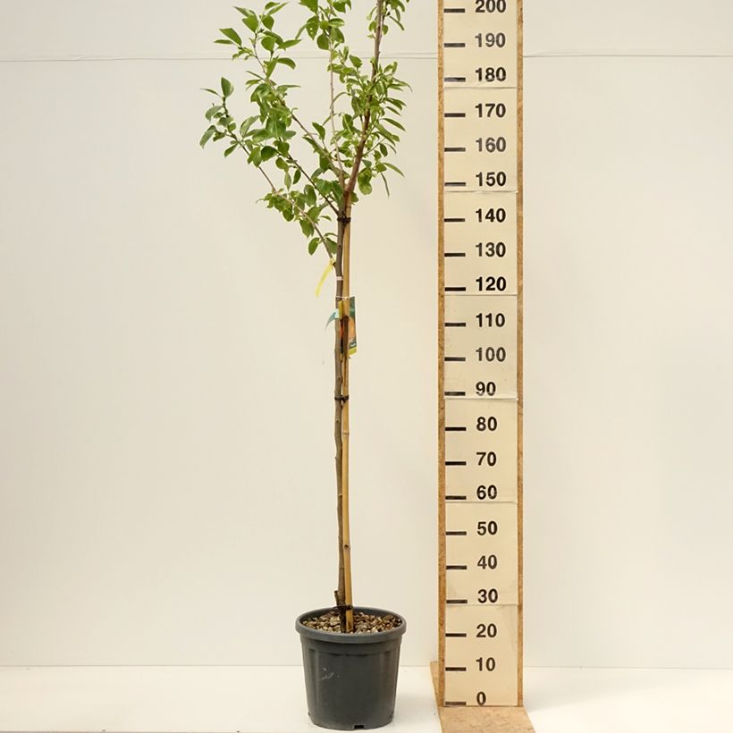Amostra de Diospireiro Vaniglia - Diospyros kaki Vaso de 12 L/15 L, Meia haste tal como entregue na primavera