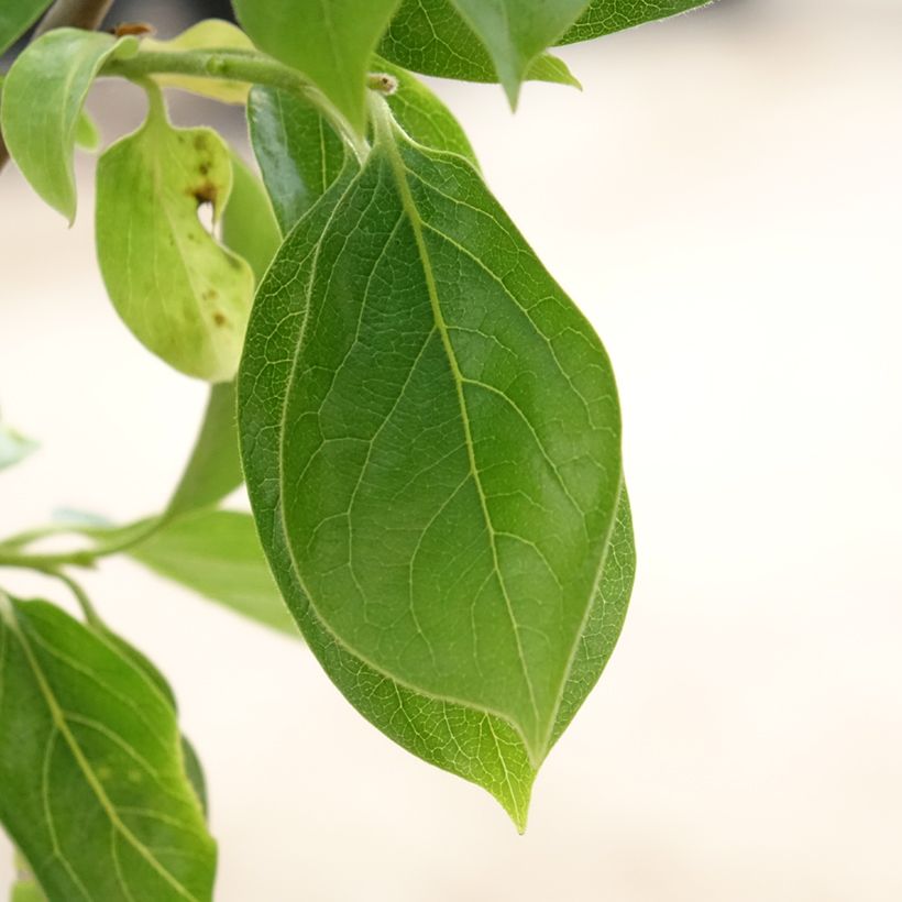 Diospireiro Vaniglia - Diospyros kaki (Folhagem)