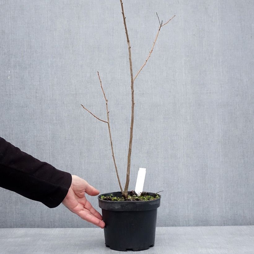 Amostra de Plaqueminier, Kaki - Diospyros lotus Vaso de 2 L/3 L tal como entregue no inverno