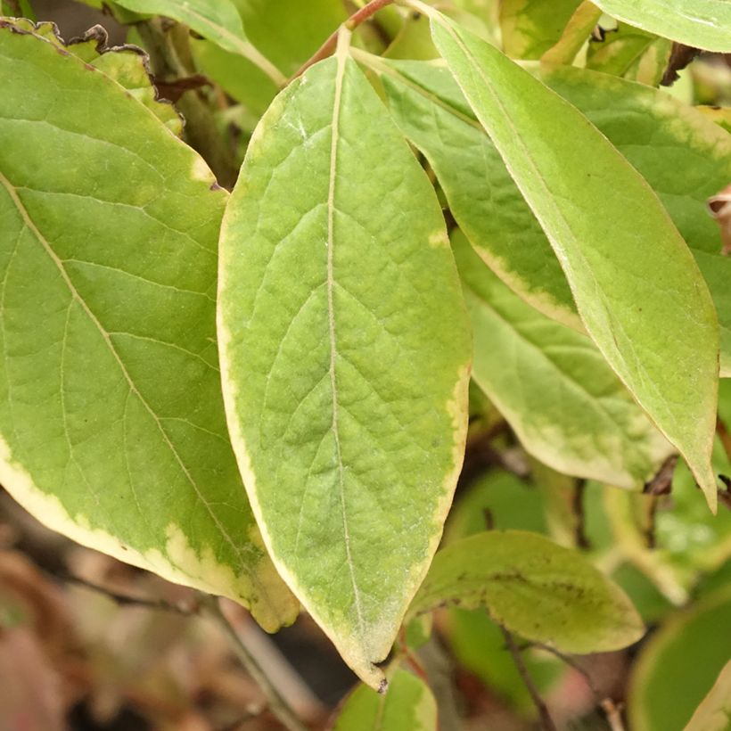 Diospireiro-selvagem - Diospyros lotus (Folhagem)