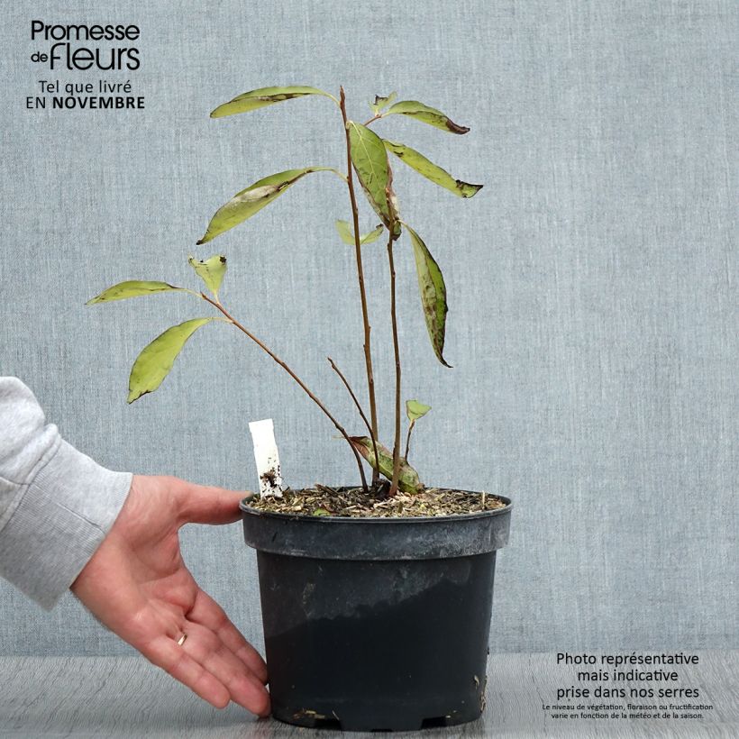 Amostra de Diospireiro-selvagem - Diospyros lotus Vaso de 2 L/3 L tal como entregue no outono