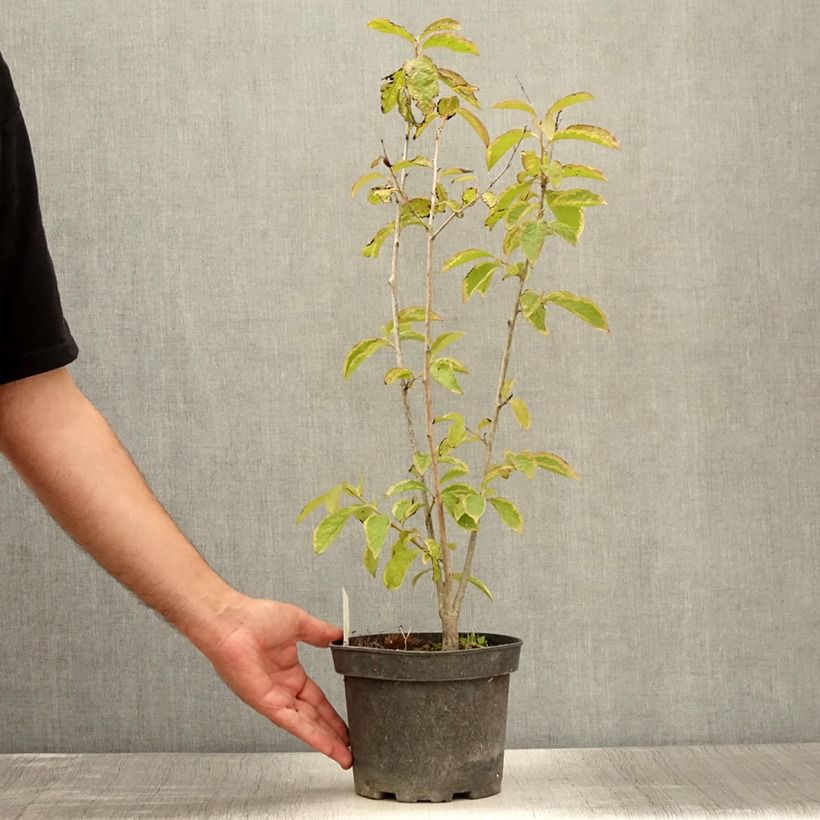Amostra de Diospireiro-selvagem - Diospyros lotus Vaso de 2 L/3 L tal como entregue no verão
