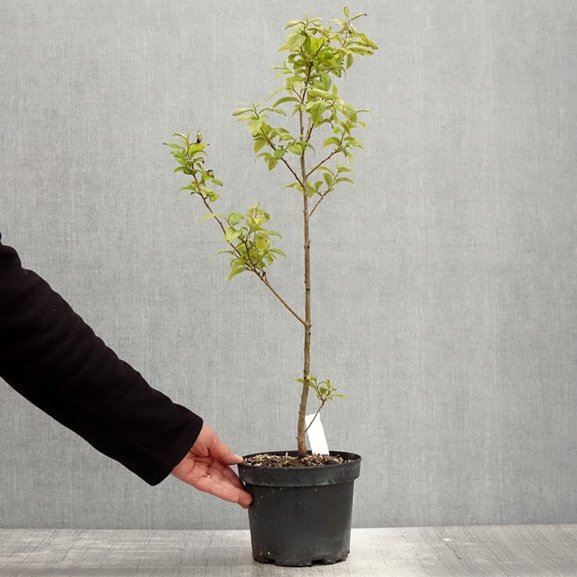 Amostra de Diospireiro-selvagem - Diospyros lotus Vaso de 2 L/3 L tal como entregue na primavera