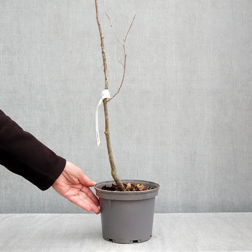 Amostra de Diospireiro-selvagem - Diospyros lotus Vaso de 3 L/4 L tal como entregue no outono