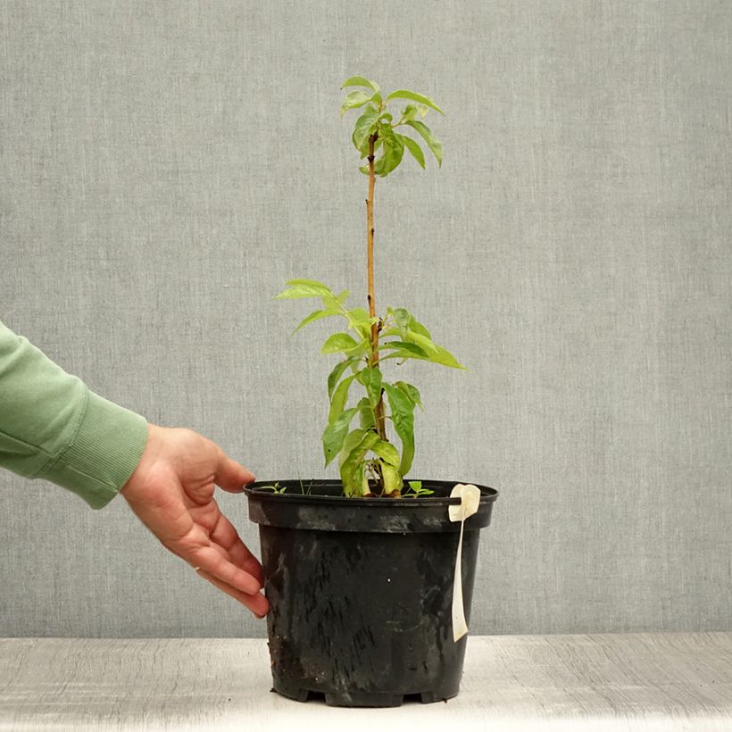 Amostra de Diospireiro-selvagem - Diospyros lotus Vaso de 3 L/4 L tal como entregue no verão