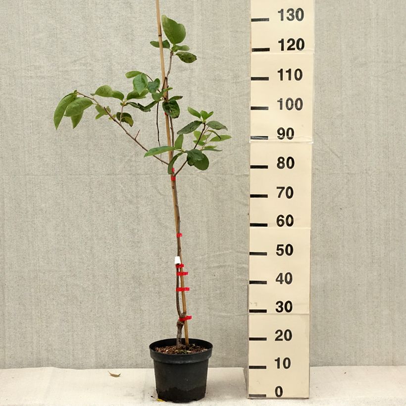 Amostra de Diospireiro Nikitas Gift - Diospyros kaki Vaso de 4 L/5 L, Meia haste tal como entregue no outono
