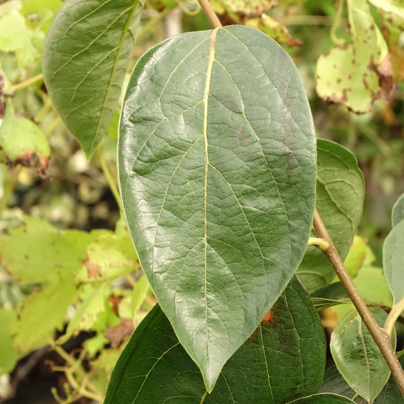 Diospireiro Nikitas Gift - Diospyros kaki (Folhagem)