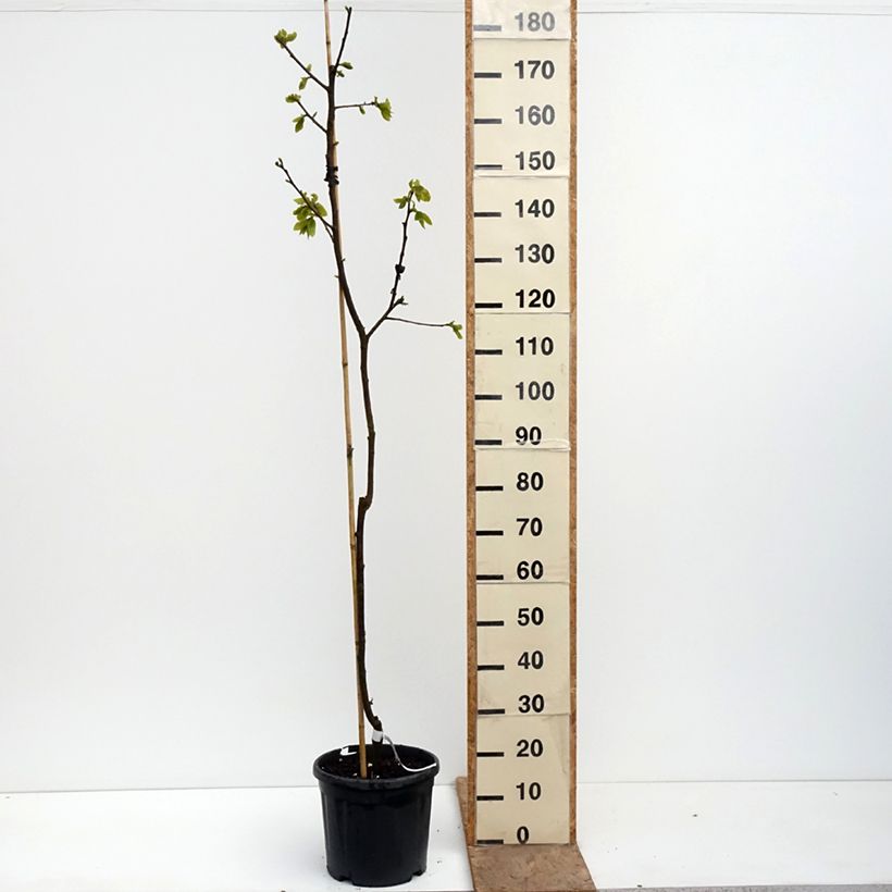 Amostra de Diospireiro Nikitas Gift - Diospyros kaki Vaso de 4 L/5 L, Meia haste tal como entregue na primavera