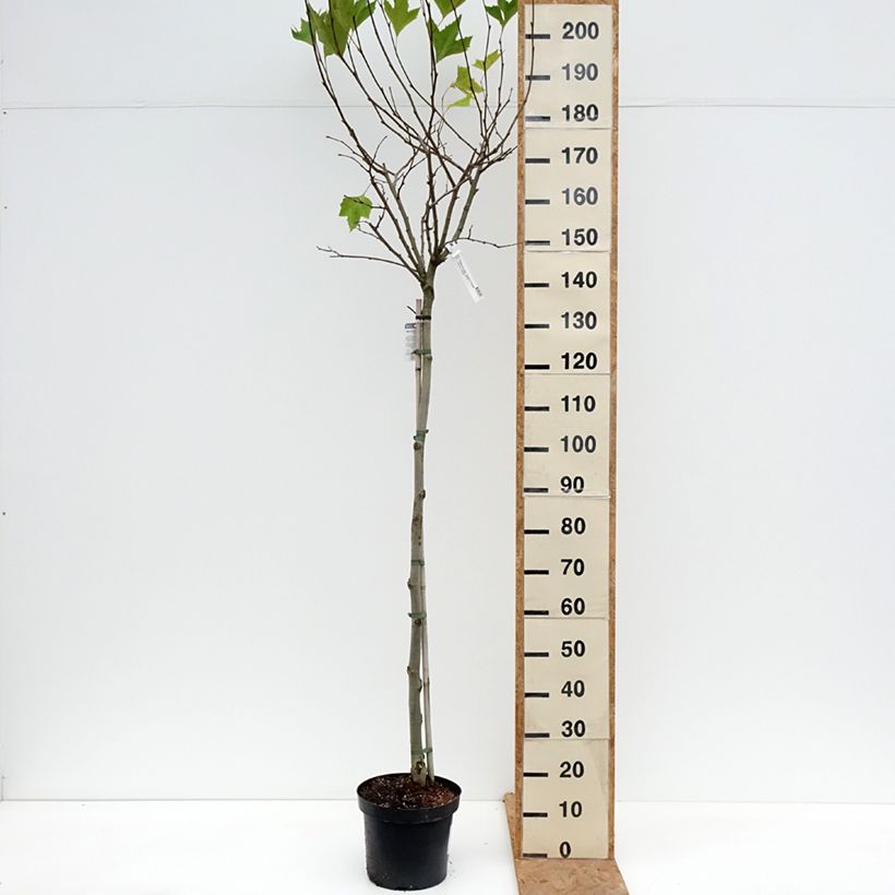 Amostra de Plátano Alphen's Globe - Platanus × hispanica Vaso de 7,5 L/10 L, Haste tal como entregue no outono
