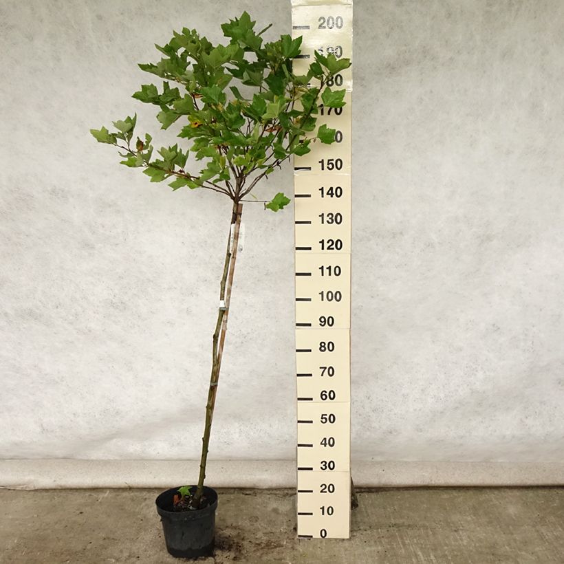 Amostra de Plátano Alphen's Globe - Platanus × hispanica Vaso de 7,5 L/10 L, Haste tal como entregue no verão