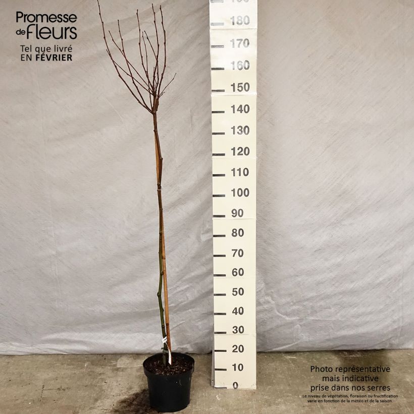 Amostra de Platanus acerifolia Alphen's Globe - Platane boule Vaso de 7,5 L/10 L tal como entregue no inverno