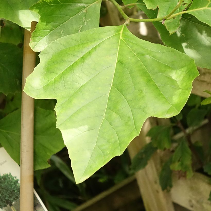 Plátano Alphen's Globe - Platanus × hispanica (Folhagem)