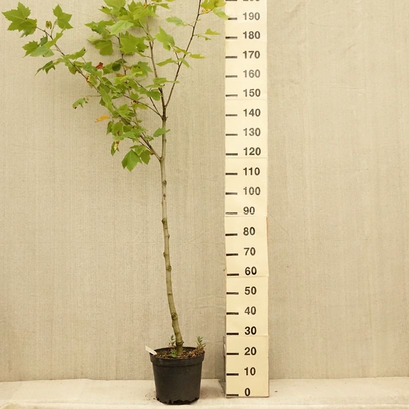 Amostra de Platanus × hispanica - Plátano Vaso de 7,5 L/10 L tal como entregue no verão