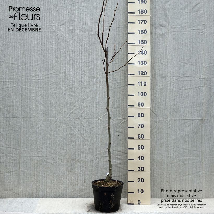 Amostra de Platanus acerifolia - Platane commun, à feuilles d'érable Vaso de 7,5 L/10 L tal como entregue no inverno