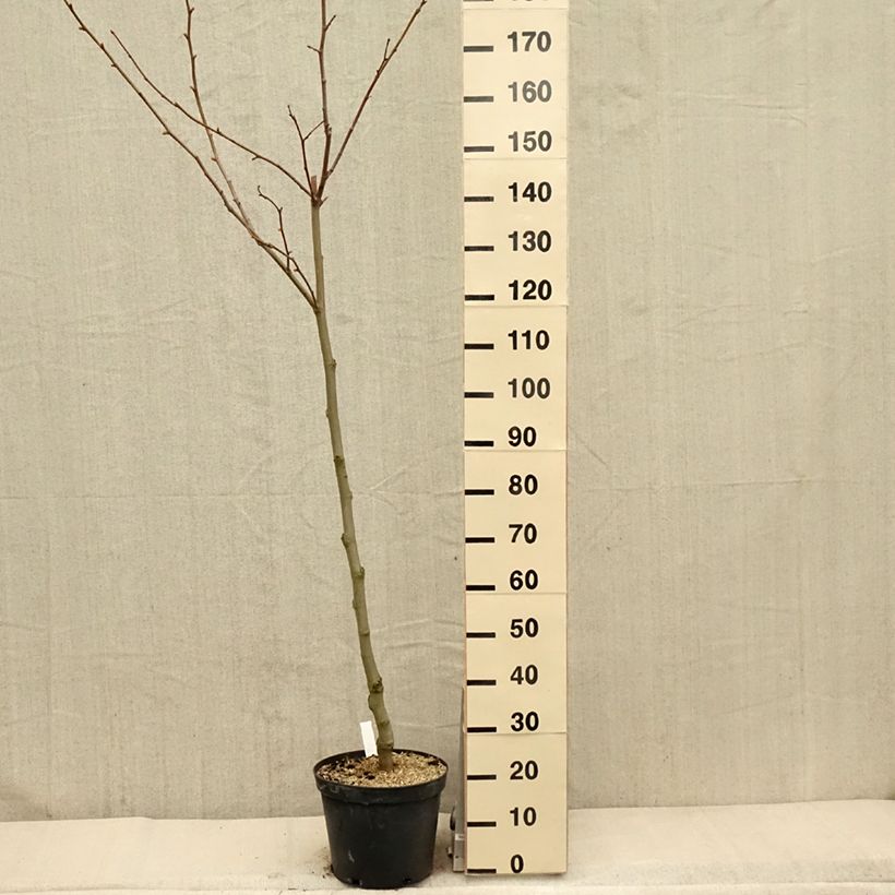 Amostra de Platanus × hispanica - Plátano Vaso de 7,5 L/10 L tal como entregue na primavera