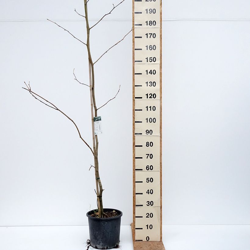 Amostra de Platanus × hispanica - Plátano Vaso de 7,5 L/10 L tal como entregue no outono