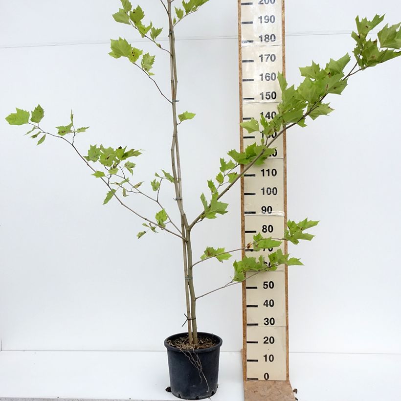 Amostra de Platanus × hispanica - Plátano Vaso de 7,5 L/10 L tal como entregue no verão