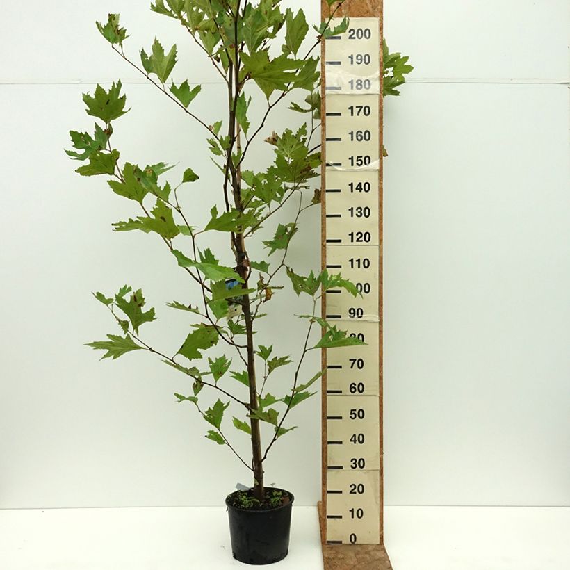 Amostra de Platanus orientalis - Plátano-oriental Vaso de 7,5 L/10 L tal como entregue no verão