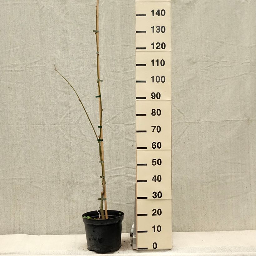 Amostra de Plátano Suttneri - Platanus × hispanica Vaso de 4 L/5 L tal como entregue na primavera