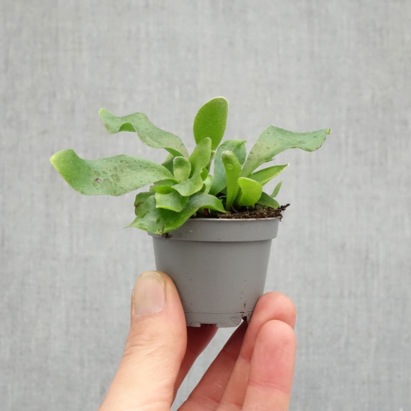 Amostra de Platycerium bifurcatum Miniplanta tal como entregue na primavera