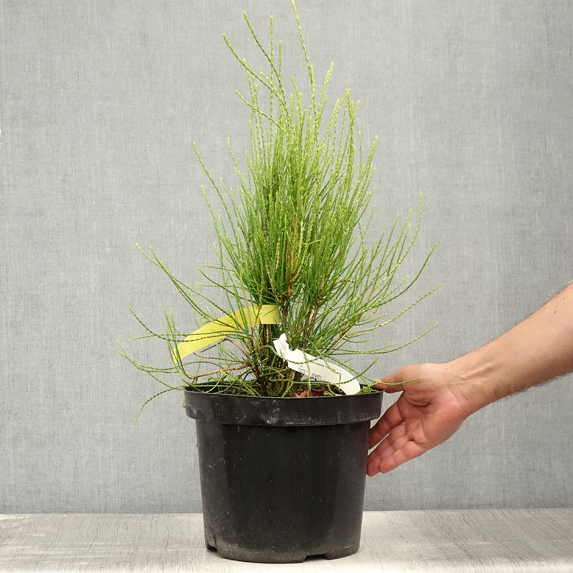 Amostra de Platycladus orientalis Franky Boy Vaso de 7,5 L/10 L tal como entregue no verão