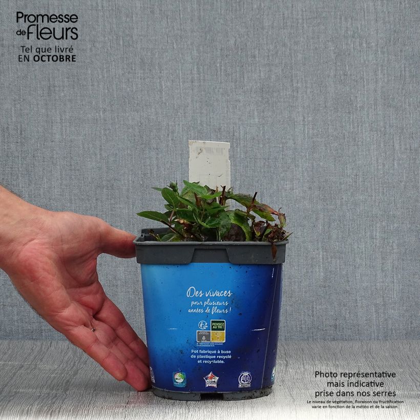 Amostra de Platycodon grandiflorus Astra Blue Vaso de 2 L/3 L tal como entregue no outono
