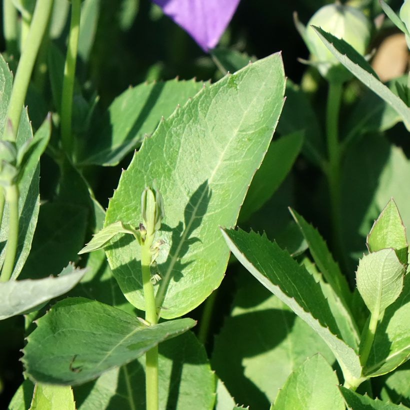 Platycodon grandiflorus Astra Blue (Folhagem)