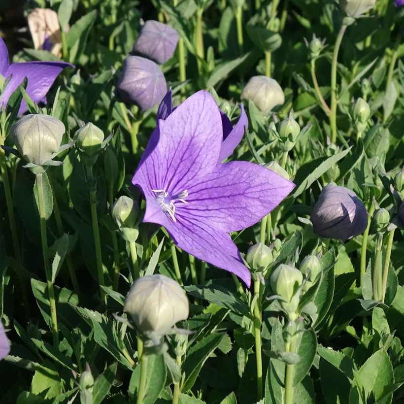 Platycodon grandiflorus Astra Blue (Floração)