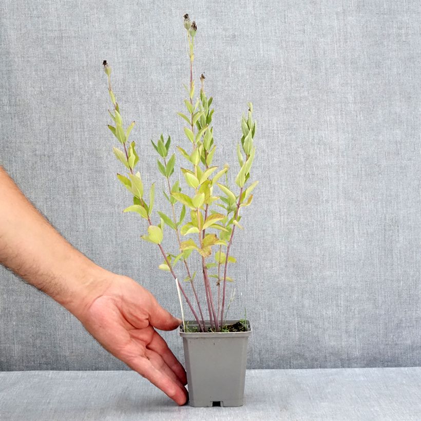 Amostra de Platycodon grandiflorus Fuji Blue Vaso de 8/9 cm tal como entregue no verão