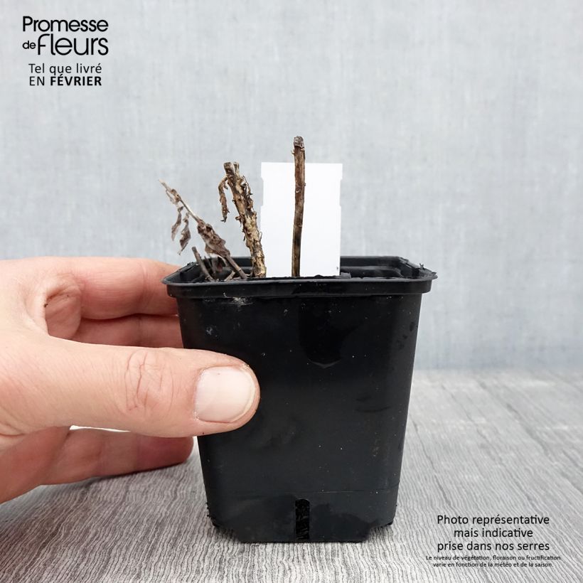 Amostra de Platycodon grandiflorus Fuji Blue Vaso de 8/9 cm tal como entregue no inverno