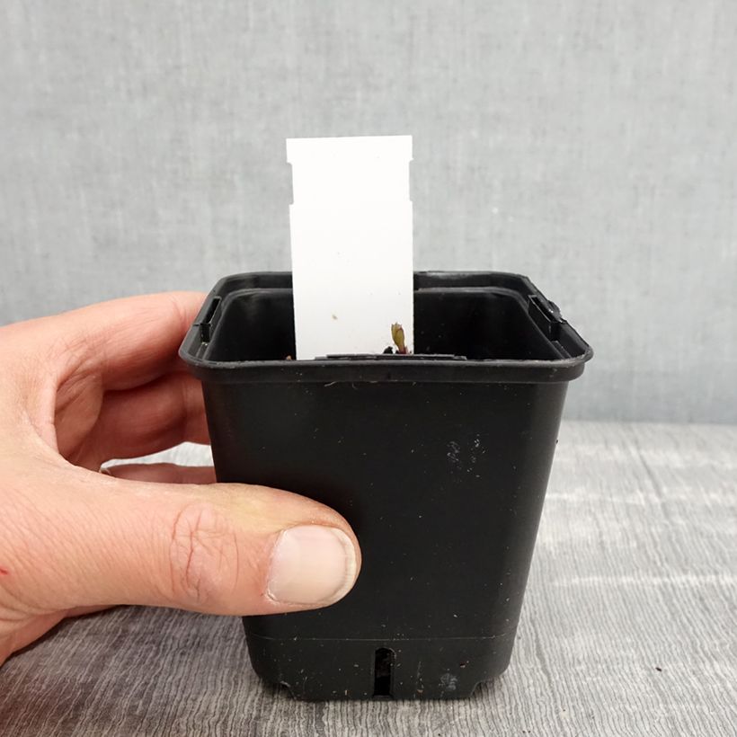 Amostra de Platycodon grandiflorus Fuji Blue Vaso de 8/9 cm tal como entregue na primavera