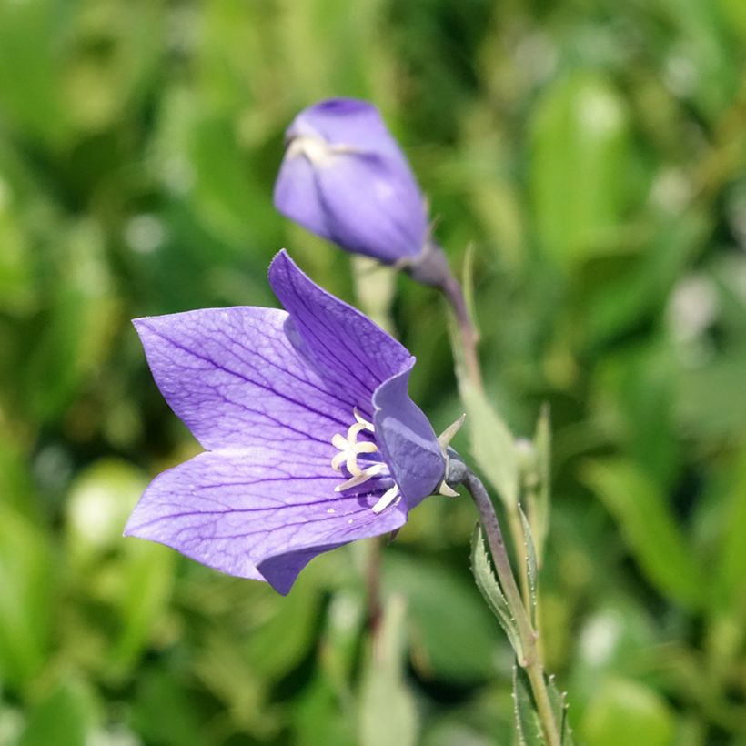 Platycodon grandiflorus Fuji Blue (Floração)