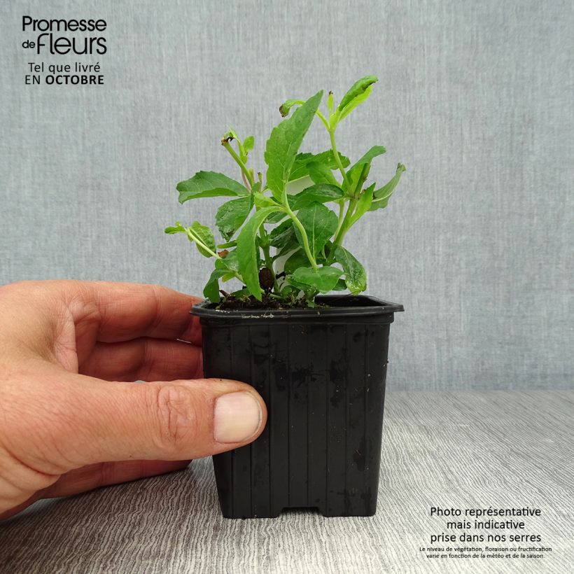 Amostra de Platycodon grandiflorus Mariesii Vaso de 7/8 cm tal como entregue no outono