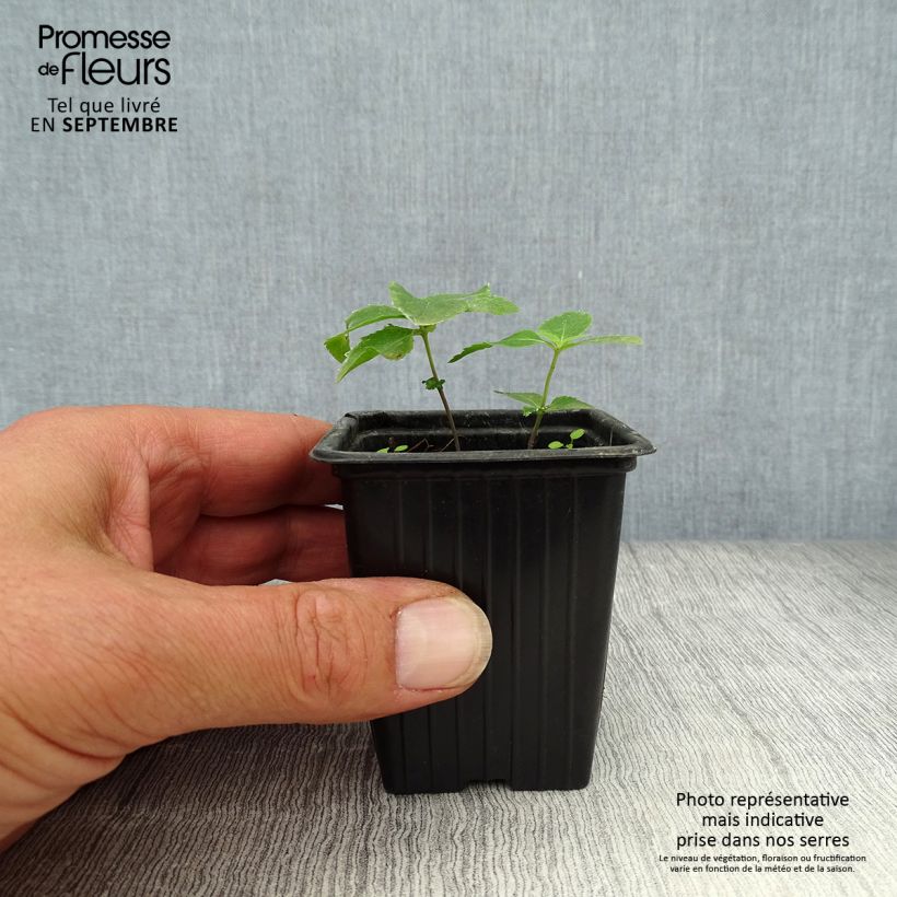 Amostra de Platycodon grandiflorus Perlmutterschale Vaso de 7/8 cm tal como entregue no outono