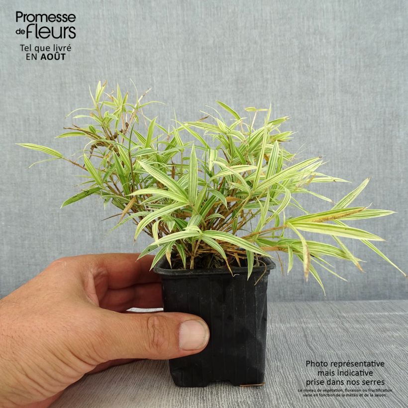 Amostra de Pleioblastus chino Elegantissimus Vaso de 8/9 cm tal como entregue no verão