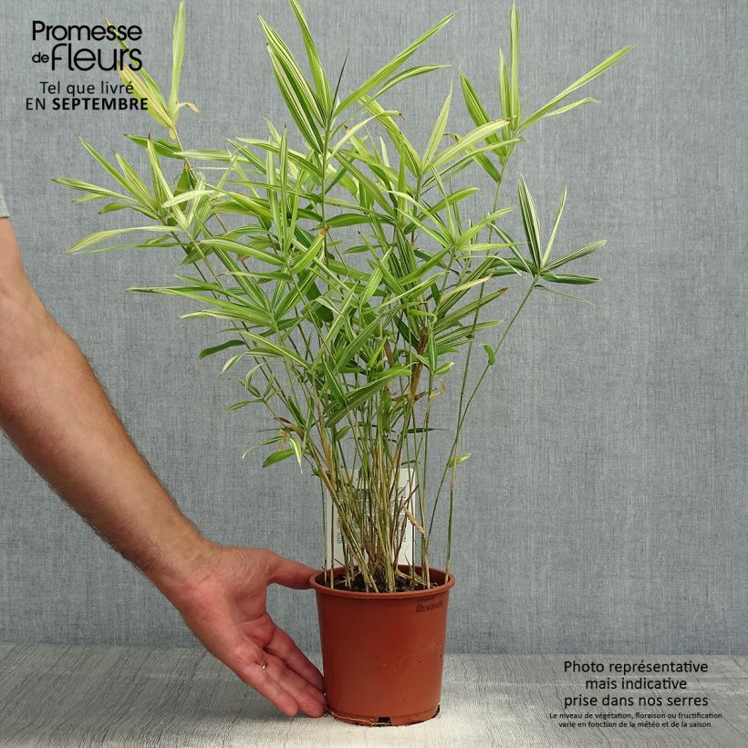 Amostra de Pleioblastus fortunei Variegatus Vaso de 1 L/1,5 L tal como entregue no outono