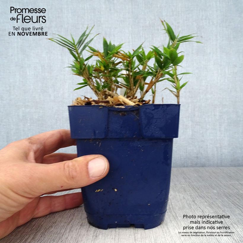 Amostra de Pleioblastus pygmaeus Distichus Vaso de 1 L/1,5 L tal como entregue no outono