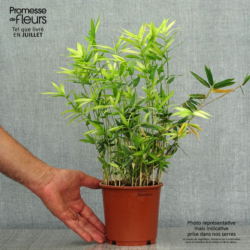 Amostra de Pleioblastus pygmaeus Distichus Vaso de 1 L/1,5 L tal como entregue no verão