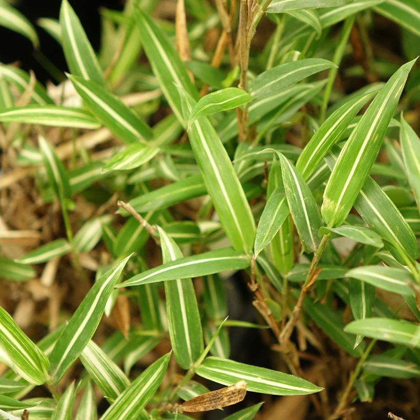 Pleioblastus shibuyanus Tsuboï (Folhagem)