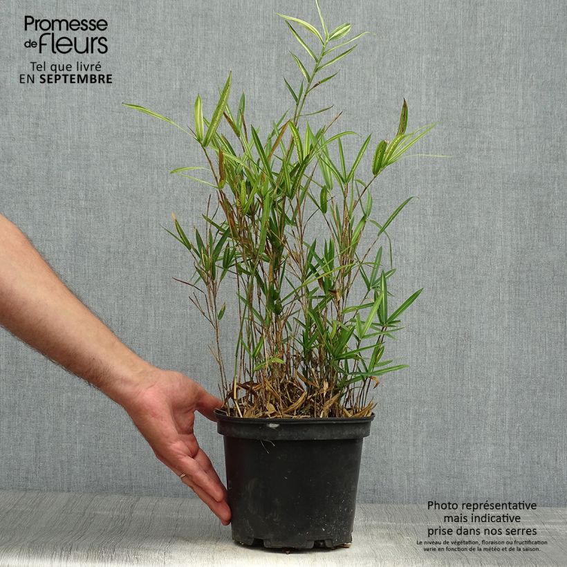 Amostra de Pleioblastus shibuyanus Tsuboï Vaso de 1,5 L/2 L tal como entregue no outono